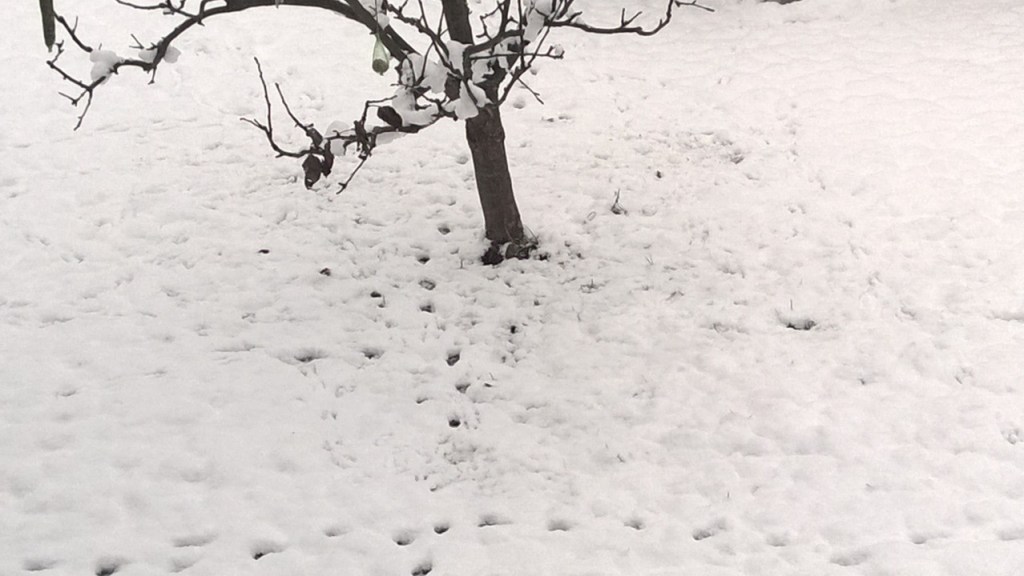 Spuren im Schnee