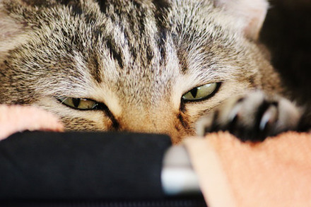 Katzengesicht – 365tageasatzaday