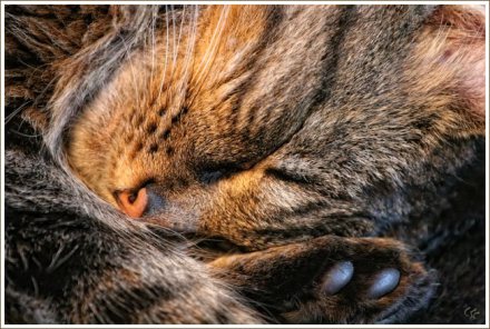 Katzenyoga im Tiefschlaf – 365tageasatzaday