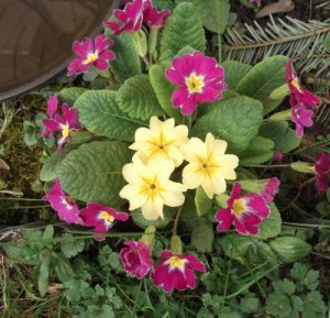 Primel_2farb_0301_kl_IB