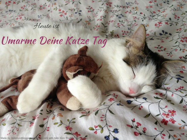 Heute ist: Umarme Deine Katze&nbsp;Tag