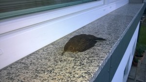 WP_20150617_06_26_23_Pro