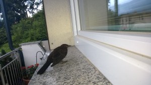 WP_20150617_06_34_35_Pro