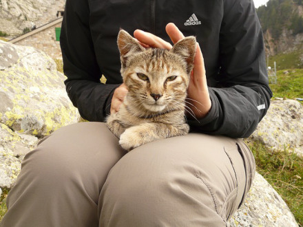 Katze wird gestreichelt – 365tageasatzaday