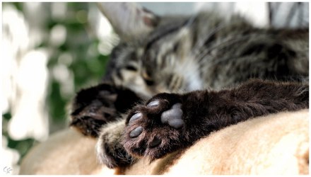 Katze auf der Bank – 365tageasatzaday
