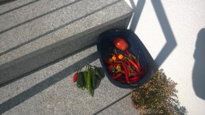 WP_20150823_09_57_23_Pro