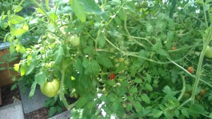 WP_20150823_09_59_02_Pro