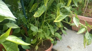 WP_20150823_09_59_12_Pro