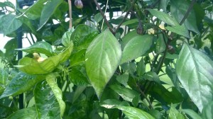 WP_20150823_09_59_31_Pro