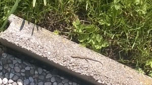 WP_20150823_10_04_05_Pro