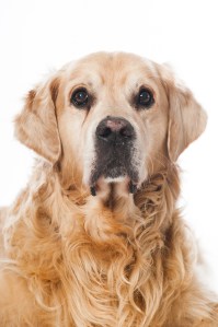 Odie der Golden Retriever