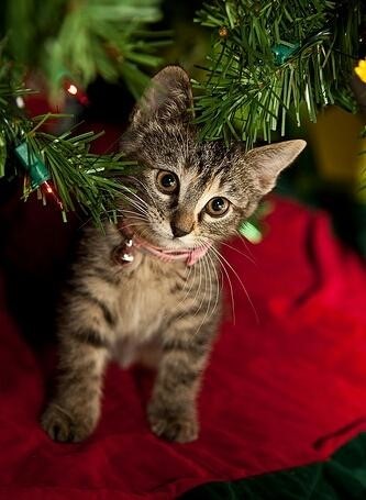 Katze