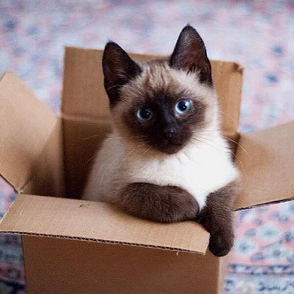 box cat