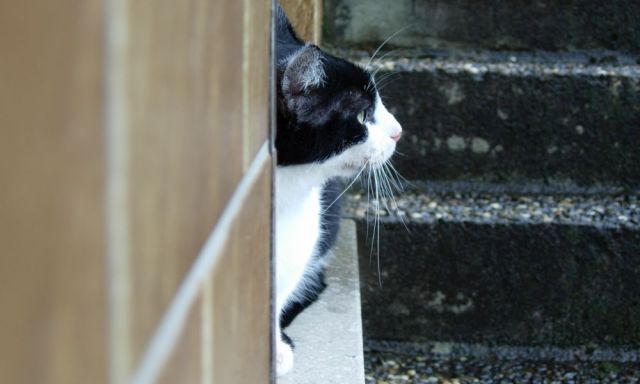 Regentropfenselbsthypnose1