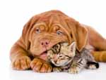 hund und katze