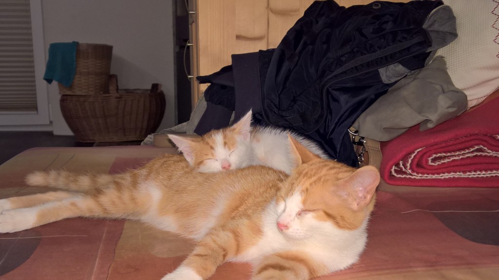 Ein Geburtstag und zwei Flauschis