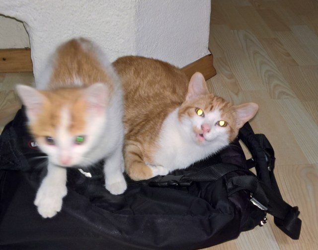 wp_20160916_06_06_39_rich_li-2