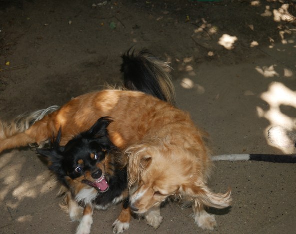 P1100056_kl