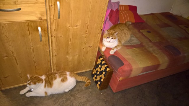 wp_20170130_06_31_16_rich_li